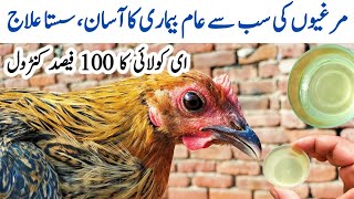 Prevention and Treatment of Colibacillosis in Poultry  E coli in Chickens  Dr ARSHAD [upl. by Shell151]