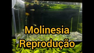 Molinesia  Reprodução [upl. by Gilburt]