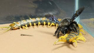 ¿Y si una ESCOLOPENDRA se encontrara CON un GRAN ABEJORRO NEGRO ¡MIRA el FINAL [upl. by Ydorb]