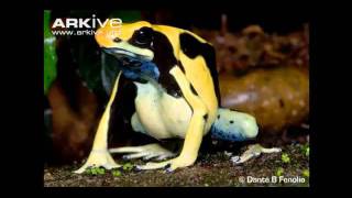 Amys Animal Facts Poison Dart Frogs [upl. by Ttej]