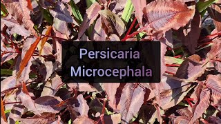 Persicaria Microcephala How to grow this plant and propagate cuttings [upl. by Matlick]