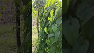 yams dioscorea yam horticulture [upl. by Chae]