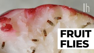 How to Get Rid of Fruit Flies in Your Kitchen [upl. by Alyled612]