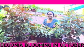 Begonia Update My Begonia Collection amp Huge blooming  nirakar shanti vlog [upl. by Cahan162]