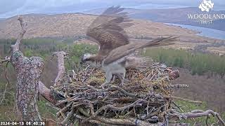 Despite the wind Loch Arkaig Ospreys Dorcha amp Louis get on with eating amp nest prep 13 Apr 2024 [upl. by Inavoy]