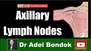 Axillary Lymph Nodes Dr Adel Bondok [upl. by Yalc992]