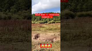 Wildlife  Wild boar 🐗 suddenly attached on Leopard 🐆 wildlife animals lion [upl. by Nesta]