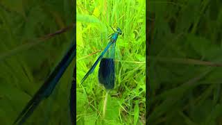 Banded demoiselle up close A Dazzling Dragonfly Świtezianka błyszcząca [upl. by Lora]