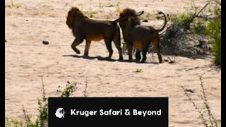 THREE HUGE Male Lions Coalition Of Males Moving East Kruger National Park [upl. by Valda953]