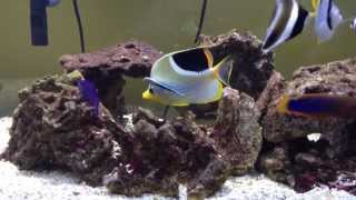 Saddleback butterflyfish is being cleaned [upl. by Lucho]