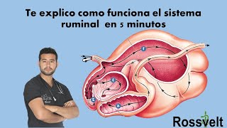 Fisiología Ruminal [upl. by Wachter]