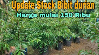 Update stock bibit durian plenterbag dan dongkel ukuran 1 2 m [upl. by Ial]