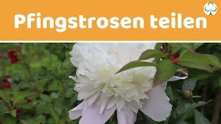 Pfingstrosen teilen  Pfingstrosen vermehren [upl. by Eninej]