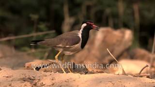 Alert warning call of Red wattled Lapwing [upl. by Llehsad259]