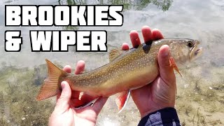 Fishing For Utah Wiper and Brook Trout  Yuba amp High Country [upl. by Barbee980]