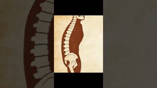 Effects of a Weak or Tight Psoas anatomy posture coretraining [upl. by Teressa207]