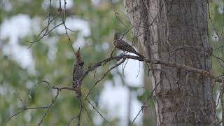 Northern Flicker quotWickaquot Dance [upl. by Zellner]