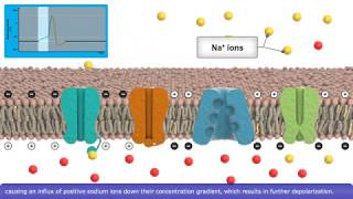 Detailed Animation on Action Potential [upl. by Ybbor]