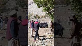 yak fight in tibbat Baltistan Ladakh 🐃🐃yak fight in nepal yak vs zuow fight in yugo baltistan [upl. by Eednac]