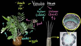 Intro to vascular tissues xylem amp phloem  Life processes  Biology  Khan Academy [upl. by Teilo675]