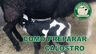 COMO PREPARAR CALOSTRO [upl. by Jaye]