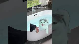 Cats vs water funny comedymemes humormemes ifyoudontknowmebynow cat [upl. by Ano]