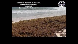 2023 Sargassum  Dominican Republic  Punta Cana Grand Bavaro Princess [upl. by Miche]