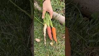 Harvesting Happiness Fresh Carrots from My Garden shorts carrot gardening harvest [upl. by Erihppas612]