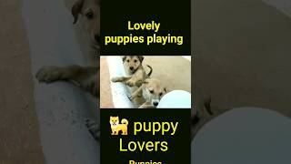 क्यूट puppies crying sound8kviral8kstatusshorts [upl. by Arbe]