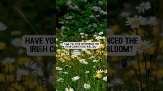 Discover the wildflowers of Ireland [upl. by Akehsar]