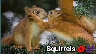 squirrel sounds to make them come to you  squirrel sounds  squirrel calls [upl. by Auqenahs]