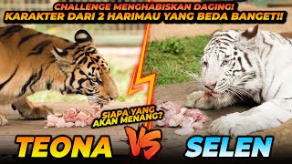 LOMBA MAKAN SELEN VS TEONA  DUA BOCIL HARIMAU YANG KARAKTERNYA BERBEDA BANGET [upl. by Aicilev]