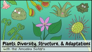 Plants Diversity Structure amp Adaptations [upl. by Misti610]