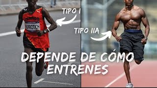 Tipos de fibras musculares I IIa y IIb Y ¿cómo entrenarlas [upl. by Ahsiel]