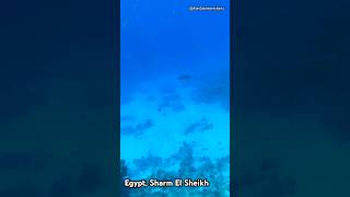 85Traveling in Egypt Sharm El Sheikh Snorkeling [upl. by Boar]