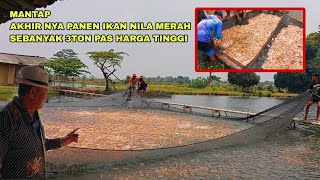 MANTAP AKHIRNYA PANEN IKAN NILA MERAH SEBANYAK 3TON PAS HARGA TINGGI [upl. by Znarf]