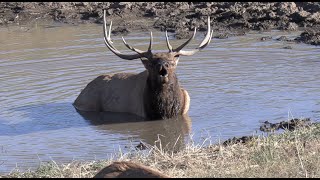 New Mexico Elk Hunt 2020  Two Bulls Down [upl. by Enellek]