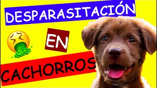 A QUE EDAD SE PUEDE DESPARASITAR UN CACHORRO [upl. by Heigho]