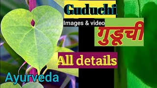 Medicinal plant guduchi guduchi Tinospora cordifolia गुडूचीamrutavallala dravyaguna drug [upl. by Adnot]