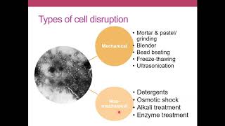 Cell disruption and Ultracentrifugation  Techniques in Molecular Biology [upl. by Neraj]