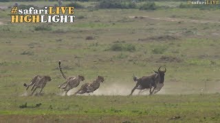 Five male cheetah race to the sound of the dinner bell [upl. by Estelle]