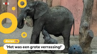 Olifantje twee maanden te vroeg geboren in dierentuin🐘 [upl. by Immaj]