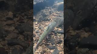 Brook Trout Release [upl. by Yeltsew716]