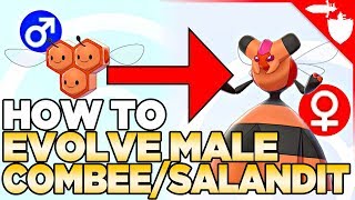 How To Evolve Male Combee amp Salandit in Pokemon Sword and Shield [upl. by Yraeht]