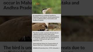 GREAT INDIAN BUSTARD  jetbeeGlobalAcademy  Vijayanagar [upl. by Tneicniv]