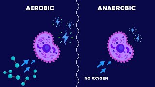 Aerobic and Anaerobic Respiration [upl. by Miltie]