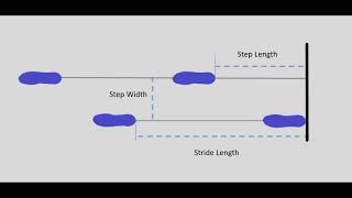 Understanding the Basics of Gait [upl. by Kindig369]