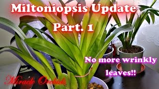 Miltoniopsis Update Part 1  Is semi hydro working [upl. by Rimaj]