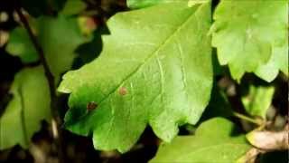 Western Poison Oak Toxicodendron diversilobum San Diego California [upl. by Ahsineb]