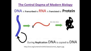 Protein Synthesis through the central Dogma of Modern Biology and Its Control [upl. by Desimone432]